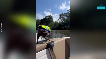 Dog Poops on Back of Wake Boat