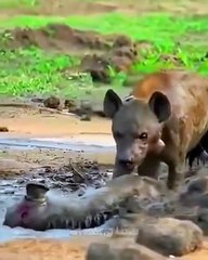 Hyenas are fighting to stand against each others🔥