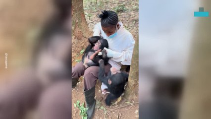 Rescued Baby Chimps Playing With Their Caretaker in Adorable Moment