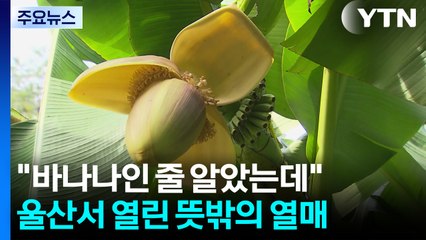 "바나나인 줄 알았는데"...울산서 열린 뜻밖의 열매 / YTN