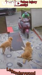 Oscar Worthy Dog Performance | Smart Dogs | Fakes injury #pethumor #dogcomedy #petlove #petlovers #lol #lolmemes #pets #petcomedy