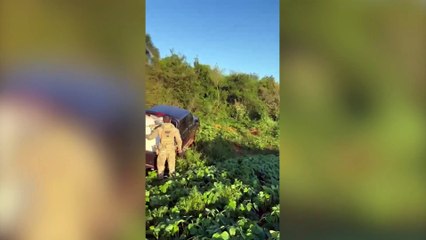 Caminhonete com tonelada de veneno paraguaio é abandonada em lavoura e apreendida