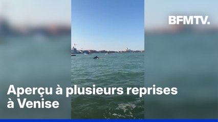 Un dauphin filmé près de la place Saint-Marc à Venise