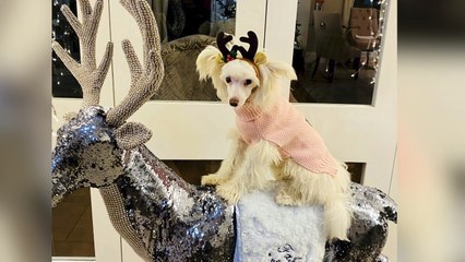 This Dog Owner is Spending a Fortune Making Christmas a Special One for One Special Pup