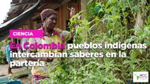 En Colombia pueblos indígenas intercambian saberes en la partería