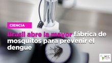 Brasil abre la mayor fábrica de mosquitos para prevenir el dengue