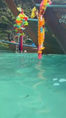 underwater view in clear water