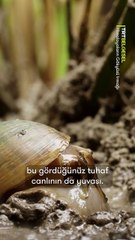 Çeltik tarlalarında yaşayan sıra dışı canlılar, çift solunumlu salyangozlar ve onları avlayan leylekler…