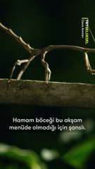 Ava giderken avlanan bir Hint sopa böceğinin sürecine tanık oluyoruz.