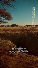 Diğer türler onun kazdığı yuvalarda yaşıyor