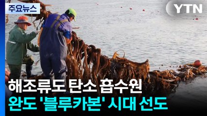 '해조류도 탄소 흡수원'...완도, '블루카본' 시대 선도 / YTN