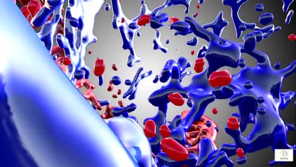 Why Your Hands and Feet Are Always Cold — Circulation Explained Simply