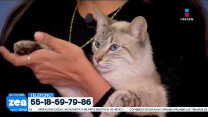 ¡Adopta, no compres! Panda y Tigresa son dos gatitos que están en busca de una familia