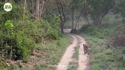 Dhikala Zone Booking Dhikala Night Stay Dhikala forest lodge