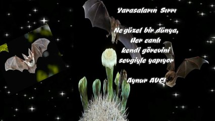 Yarasaların Sırrı seslendiren video Aynur dan Masallar