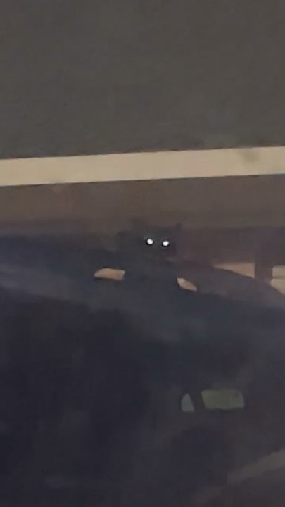 Black cat just chilling