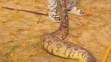 Massive Python Rescue: Professionals Capture Huge Snake from Field in India