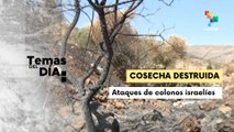 Temas Del Día 07-11-25: colonos israelíes perpetran 340 agresiones a campesinos palestinos