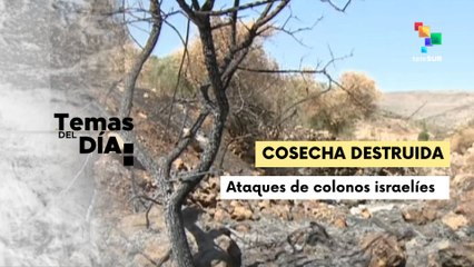 Temas Del Día 07-11-25: colonos israelíes perpetran 340 agresiones a campesinos palestinos