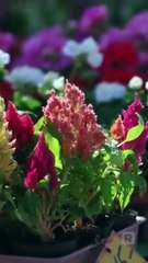 I Flash-Married My Best Friend! USA #ReelShort #shortfilm