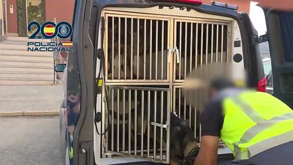 Desmantelada cédula do gangue Tren de Aragua em Espanha. Há 13 detidos