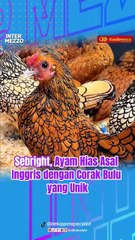 Sebright, Ayam Hias Asal Inggris dengan Corak Bulu yang Unik