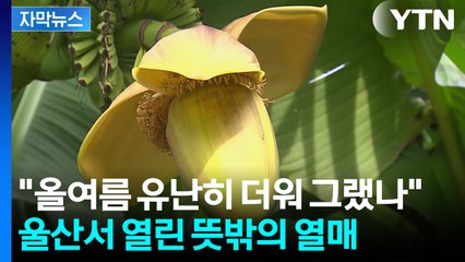 [자막뉴스] "8년 만에 처음 본다"...울산서 발견된 뜻밖의 열매 / YTN