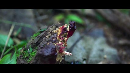 EP11：Medical Examiner Dr. Qin:The Suvivor - subbed MultiLang EN, ES, PT, ZH, JA, KO, AR, HI, MS, VI, ID