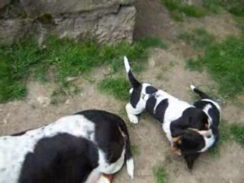 Les bébés de Papillon