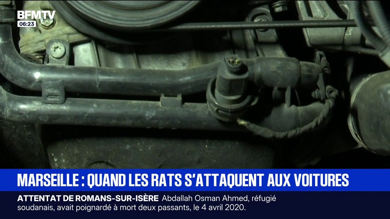 "J'ai les rats qui ont mangé les câbles électriques": à Marseille, les rats s'attaquent désormais...aux voitures