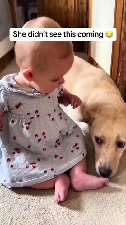 Dogs Being Goofy