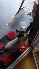 Good Morning Everyone! Time For Morning Routine! #cat #shorts #funnycats #fyp