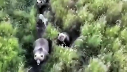 After losing their dog for days, a family using drones found him. They were speechless: he had befriended a family of bears.