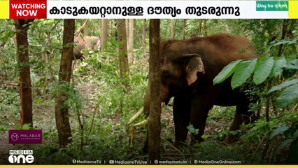 കുതിരാനിൽ ജനവാസ മേഖലയിൽ ഇറങ്ങിയ ഒറ്റയാനെ തുരത്താനുള്ള നടപടികൾ പുരോഗമിക്കുന്നു