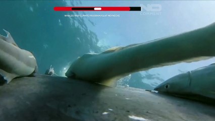 Rare footage shows remora fish whale-surfing on humpbacks off Australia