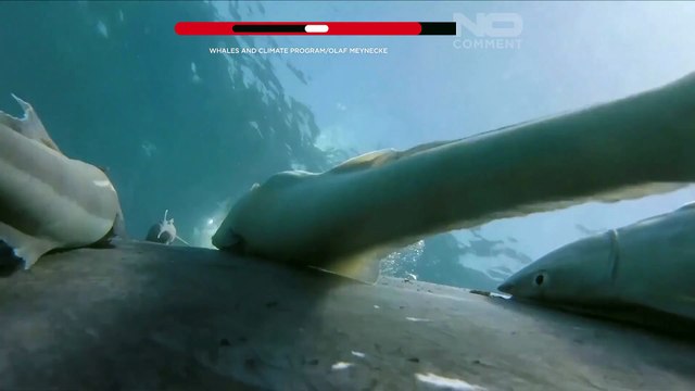 Rare footage shows remora fish whale-surfing on humpbacks off Australia