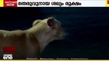 stray dog kozhikode
