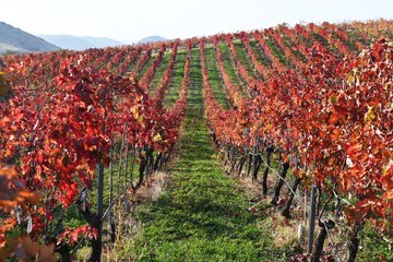 Kula'nın ateşli güzelliği: "Yanık Ülke" Sonbaharda bu güzelliklere büründü