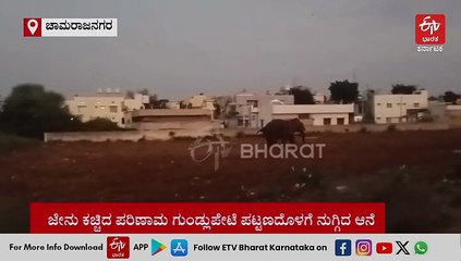 ಹೆಜ್ಜೇನು ಕಚ್ಚಿದ ಬಳಿಕ ಗುಂಡ್ಲುಪೇಟೆಗೆ ನುಗ್ಗಿದ ಆನೆ: ದಿಕ್ಕಾಪಾಲಾಗಿ ಓಡಿದ ಜನ