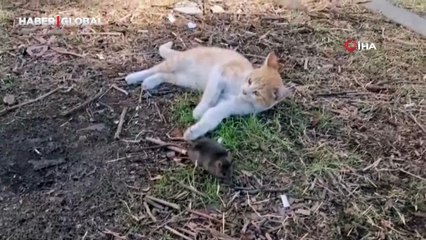 Kedi ile farenin dostluğu izleyenleri güldürdü