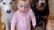 babies vs dog