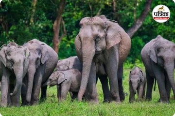 हाथियों का कहर