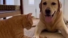 drama cat vs dog
