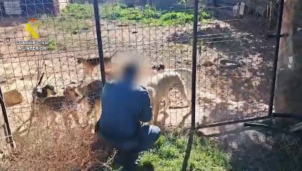 Investigan a un vecino del Somontano (Huesca) por maltrato animal tras hallar 14 perros en condiciones deplorables