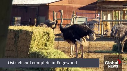 IN  Skip navigation    Create   Avatar image Over 300 ostriches culled at BC farm, owner says "biggest crime in Canada's history"