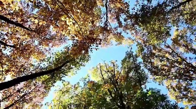 Foliage a Milano: lo spettacolo dei colori d'autunno nel Bosco in città