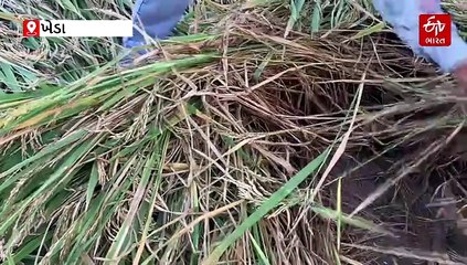 ખેડા: કમોસમી વરસાદથી ડાંગરના પાકને વ્યાપક નુકસાન; યોગ્ય વળતરની ખેડૂતોની માંગ