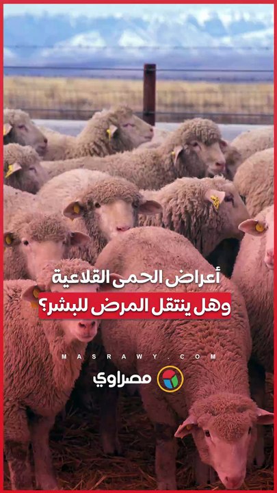 أعراض الحمى القلاعية.. وهل ينتقل المرض للبشر؟
