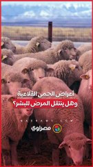 أعراض الحمى القلاعية.. وهل ينتقل المرض للبشر؟