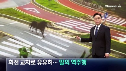 회전 교차로 유유히…말의 아찔한 역주행